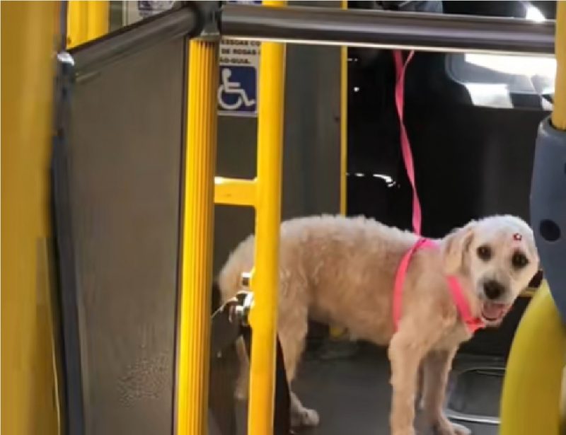 Cachorrinha com guia dentro de ônibus