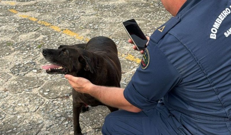 Cachorro dos bombeiros de palhoça é reencontrado na Grande Florianópolis