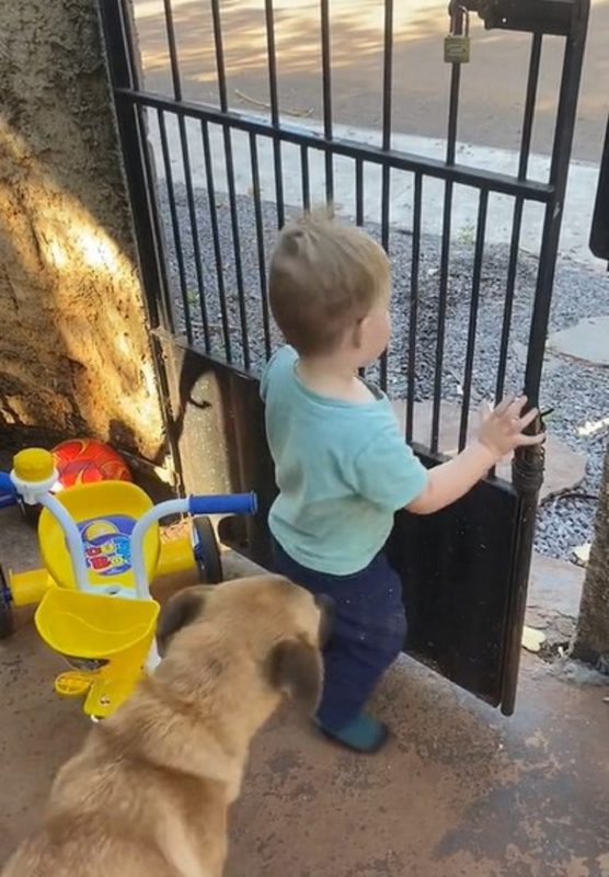 Menino abrindo o portão para o cachorro caramelo