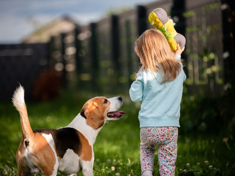 Beagle está entre as raças de cachorro ideais para quem tem crianças em casa