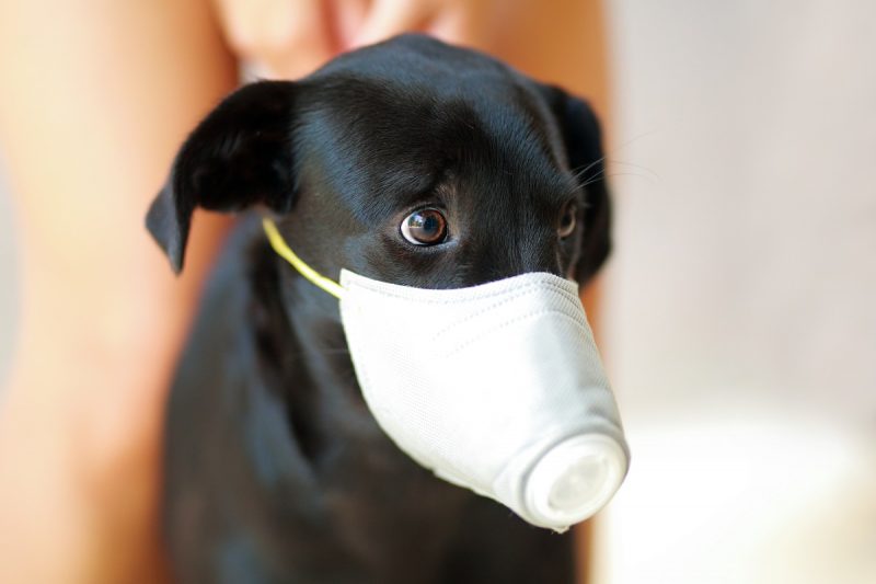 A imagem mostra um cachorro de cor preta vestindo uma máscara protetora branca devido a qualidade do ar ruim 