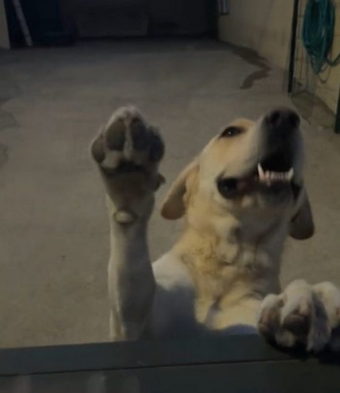 Cachorro caramelo escondendo seu rosto com a pata, ao ficar envergonhado