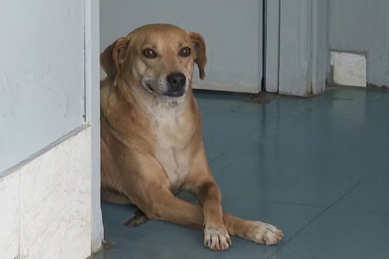 Cachorro espera dona que morreu em porta de hospital 