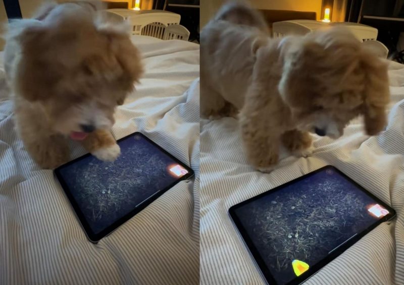 A imagem mostra uma cachorra gamer jogando videogame como se fosse um ser humano