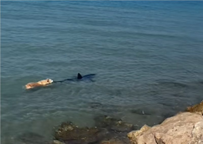 Momento em que cachorro morde tubarão flagrado por banhistas 