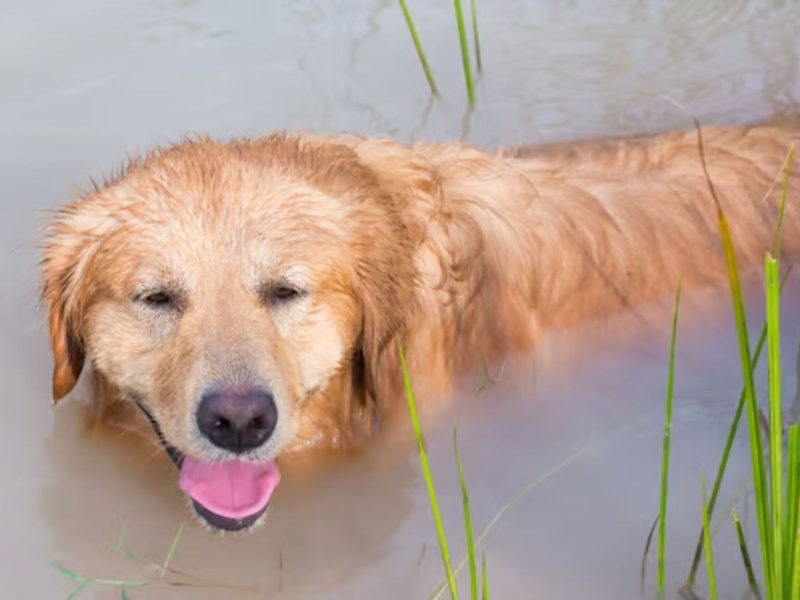 Wally, um golden retriever, dentro do lago de Massachusetts, Estados Unidos