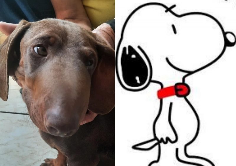 Montagem de um cachorro picado por abelha e personagem Snoopy