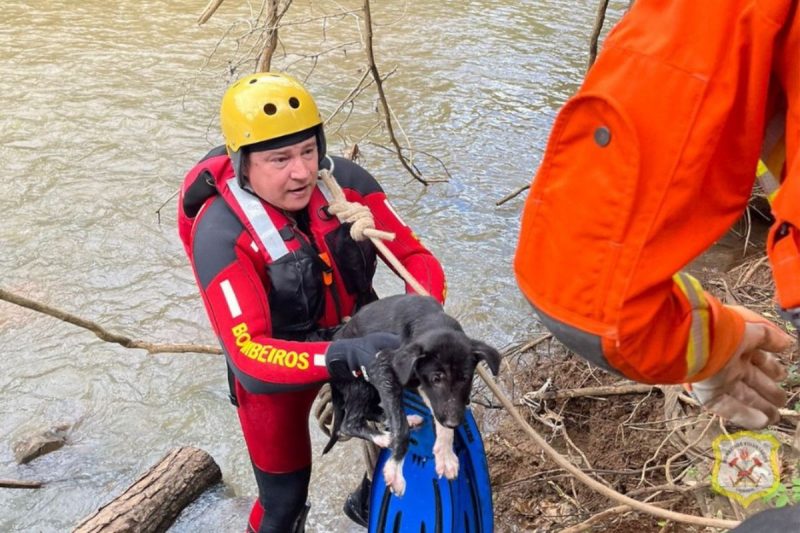 Corpo de Bombeiros Voluntários de Caçador realizou o resgate do animal durante a tarde, que ficará aos cuidados de profissionais para a recuperação