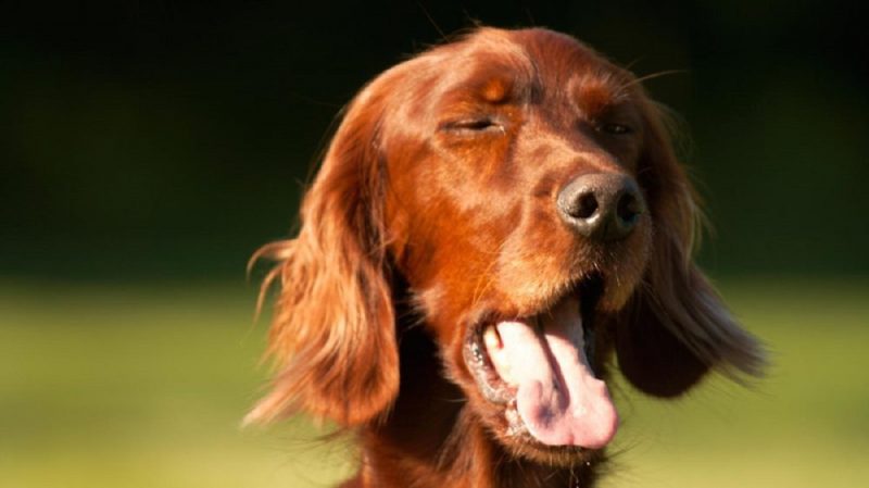 A imagem mostra um cachorro de pelagem marrom claro prestes a espirrar, sintoma comum na rinite canina.