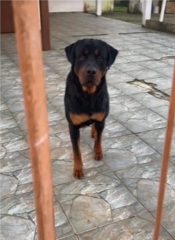 Cachorro tem reação divertida ao ver tutora