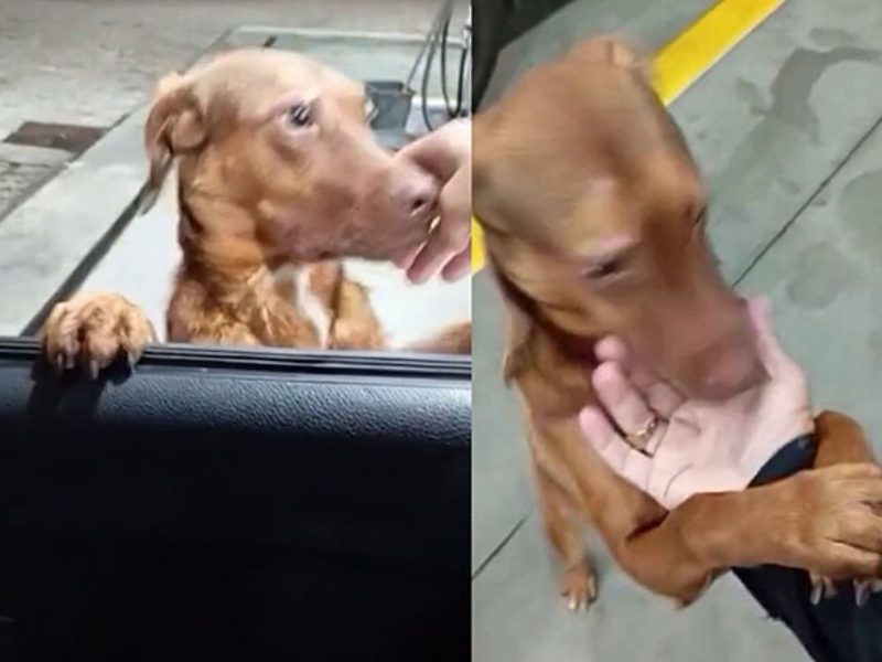 Cachorro de rua se aproximou de carro no posto de gasolina e foi adotado pelo motorista 