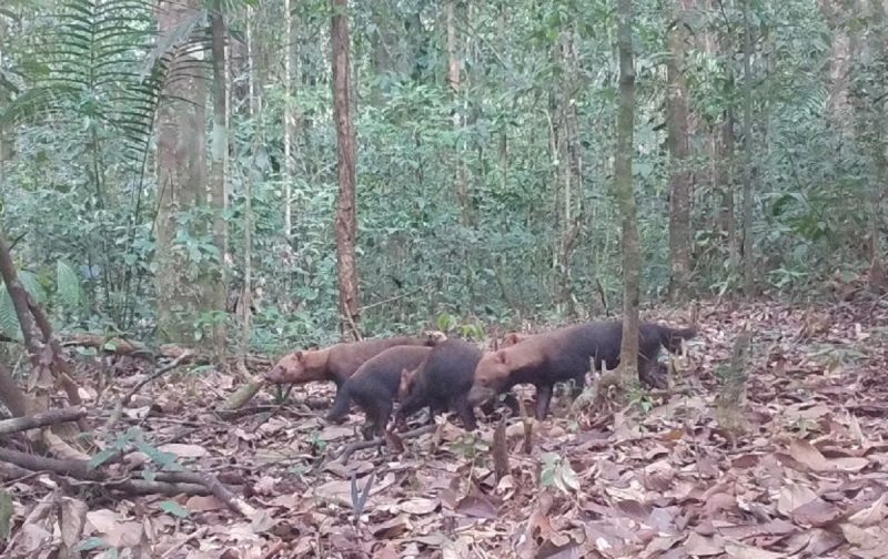 Cachorro-vinagre anda em bando