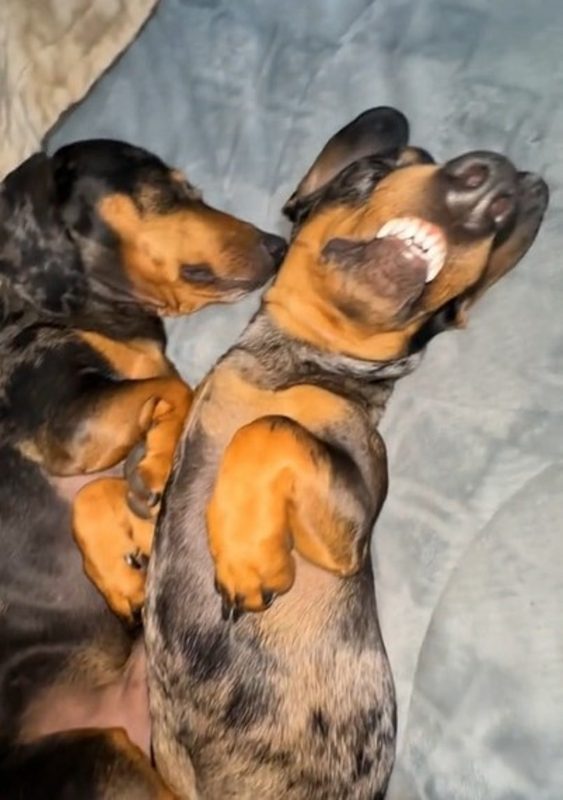 Cachorros salsichas dormindo juntos em cama