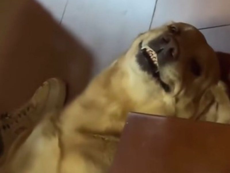 Cãozinho idoso sorrindo para a câmera