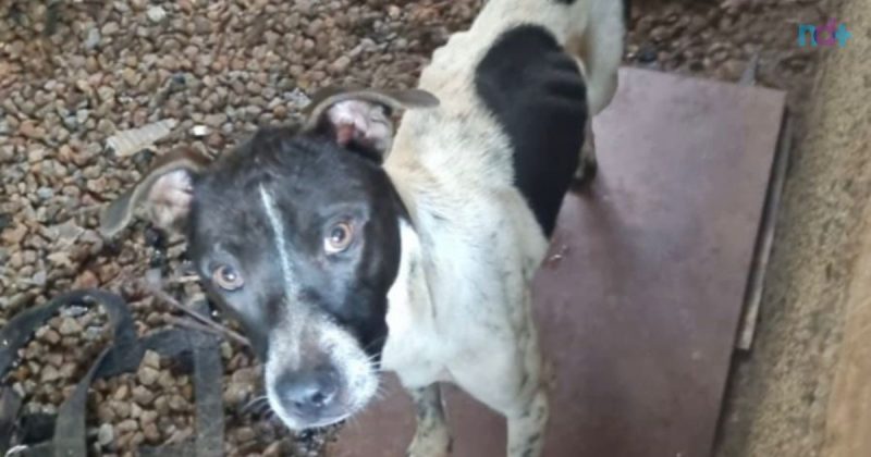 foto do cachorro que vivia em condições insalubres, sem água nem comida 