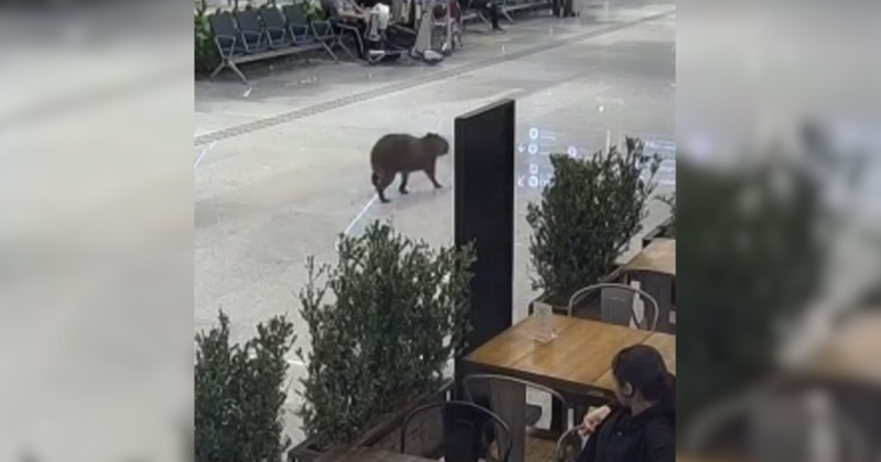 Câmeras flagraram passeio de capivara no Aeroporto de Florianópolis