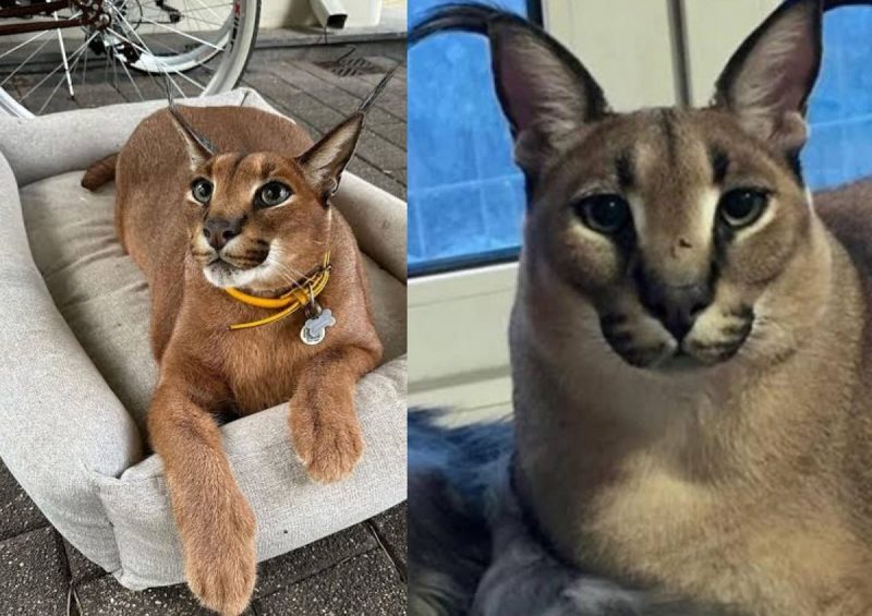Gato selvagem Caracal