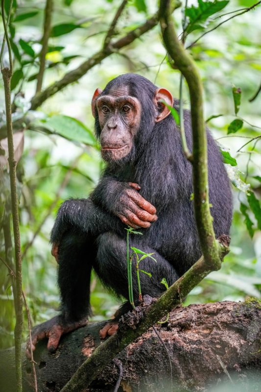 Imagem mostra um chimpanzé sentado em um tronco de árvore 