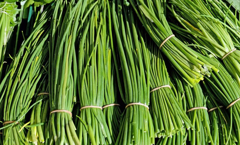 Queimadas afetam plantação de cebolinha