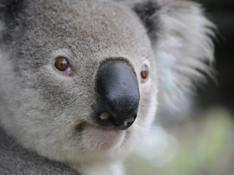 El koala está incluido en la lista de los animales más bellos del mundo 