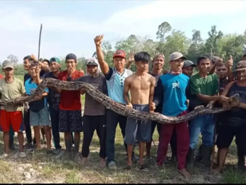 Mulher foi engolida por uma cobra gigante, a mesma que aparece na imagem 