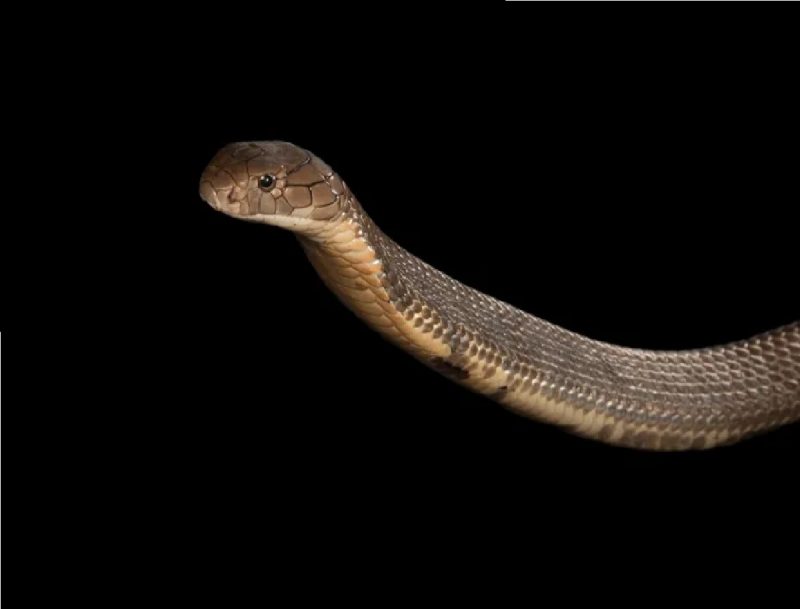 Foto de uma cobra-real, considerada a maior cobra venenosa do mundo