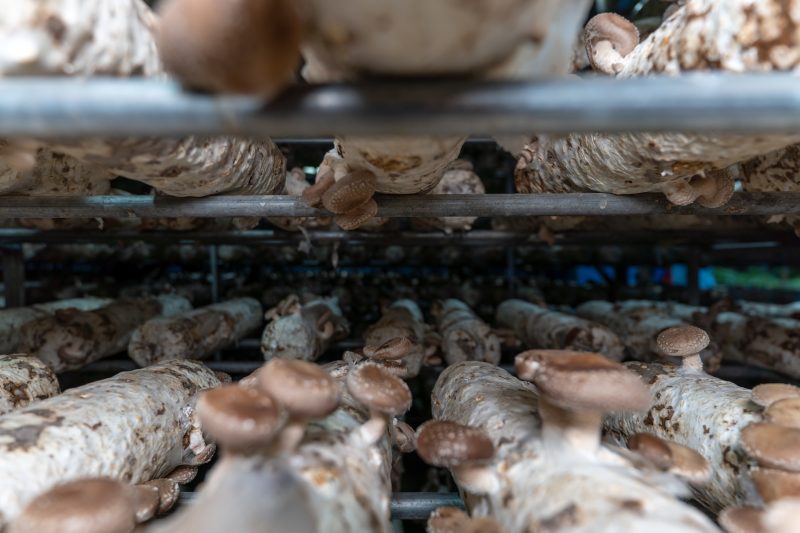 Cogumelos; Fungicultura; Santa Catarina