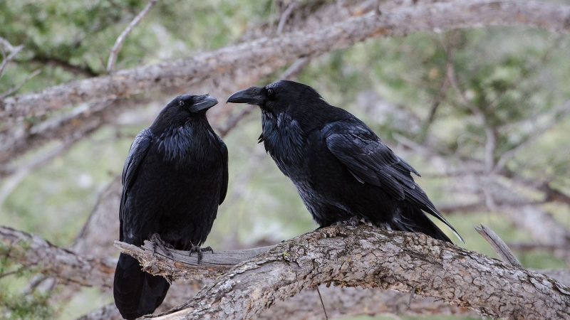 Dois corvos em cima de um galho