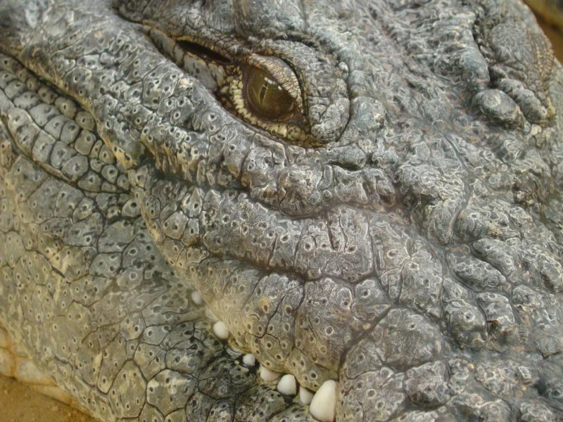 crocodilo mais velho do mundo pode ter 123 anos de idade 