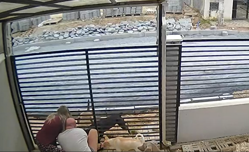 imagem de câmera de segurança mostra momento em que tutores saem no soco com pitbulls para salvar cães de ataques