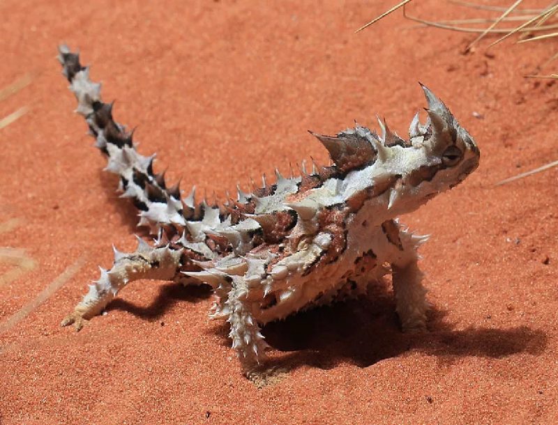 Foto de um lagarto do deserto, animal terrestre de aparência assustadora 