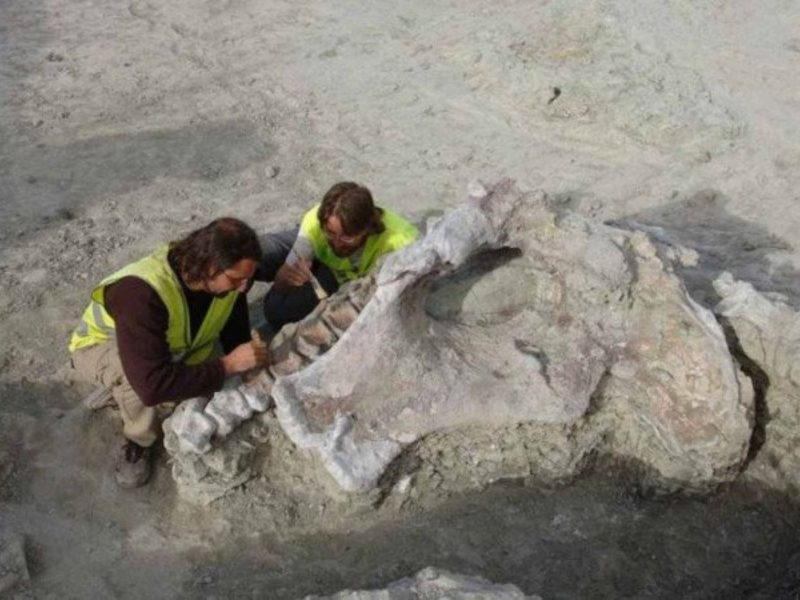 Cientistas coletando detalhes sobre a nova espécie de dinossauro 