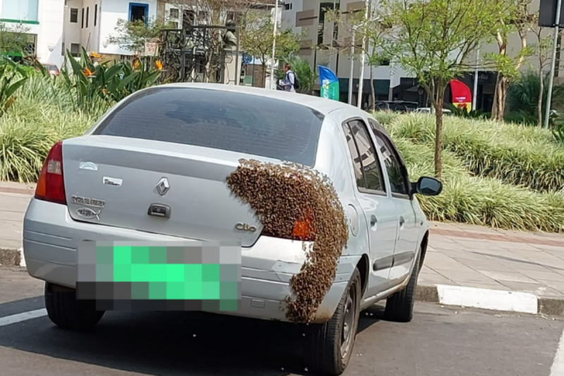 Carro tomado por enxame de abelhas em Lages