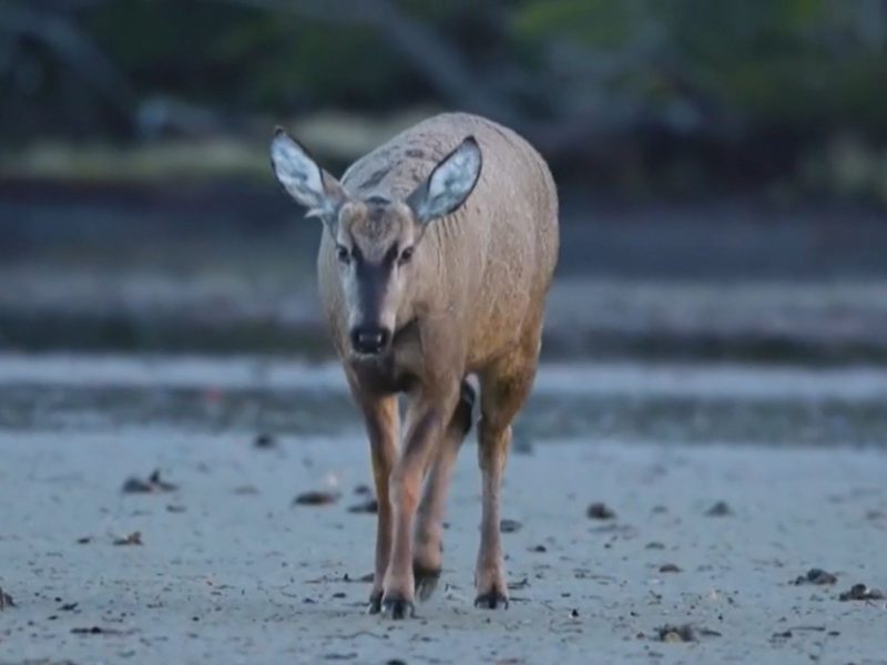 Imagem mostra um huemul macho, espécie em perigo de extinção foi vista no extremo sul do Chile, no início de setembro