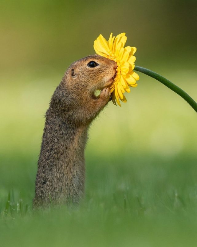 Fotografia de um esquilo cheirando um flor amarela 