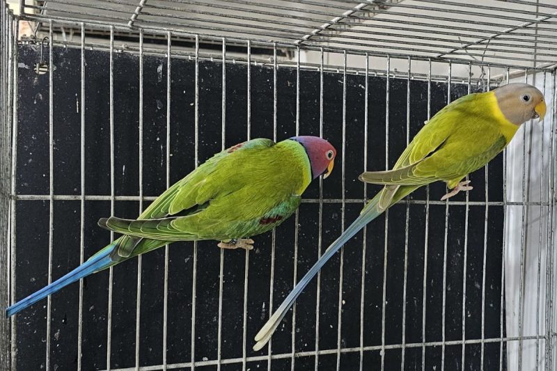 Feira de pássaros em Chapecó 