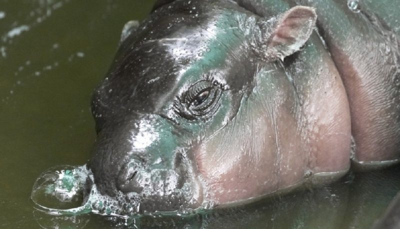 Foto da hipopótamo no zoo na Tailândia 