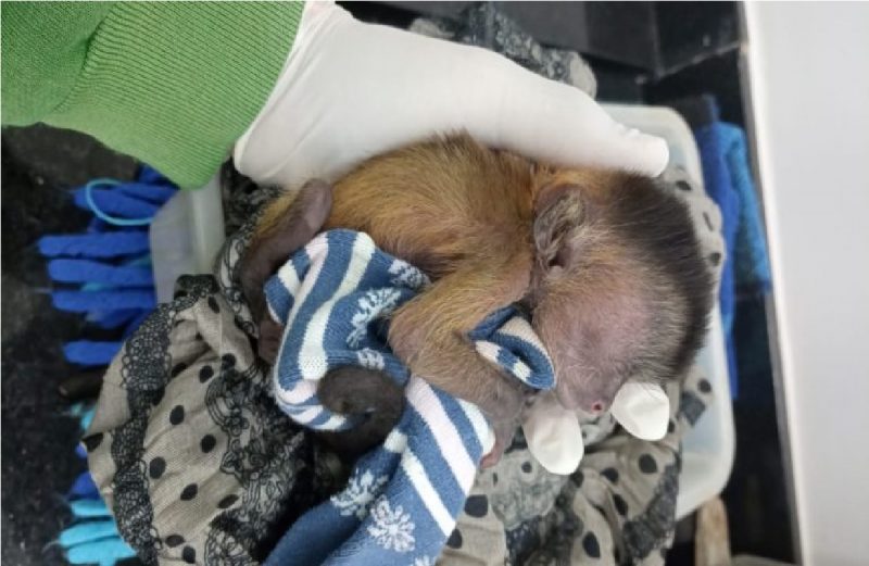 Foto do filhote de macaco após resgate no Pantanal