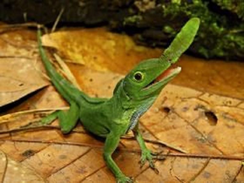 Lagarto-narigudo, espécie presente na Amazônia