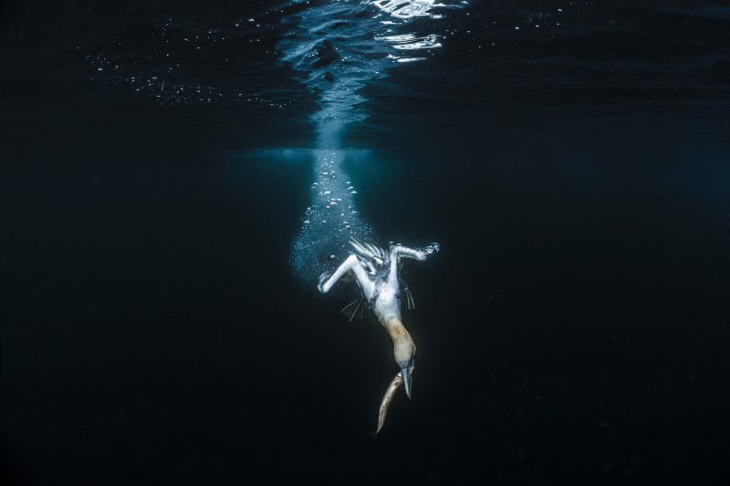 Fotografia de um Ganso-patola mergulhando e caçando um peixe