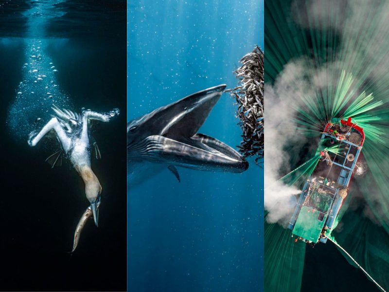 Finalistas do concurso que escolheu as melhores fotos de oceano em 2024