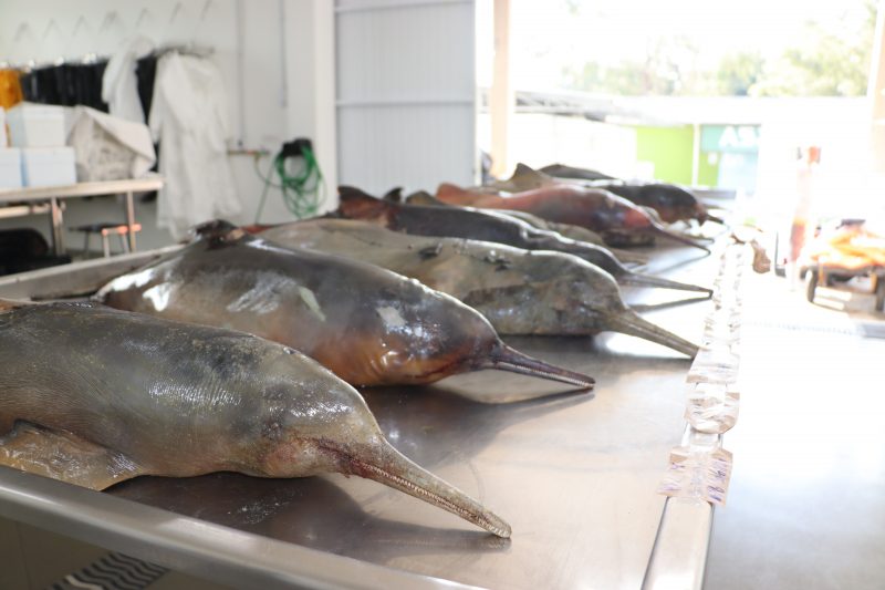 Mais de 20 toninhas são encontradas mortas no Litoral Norte de SC