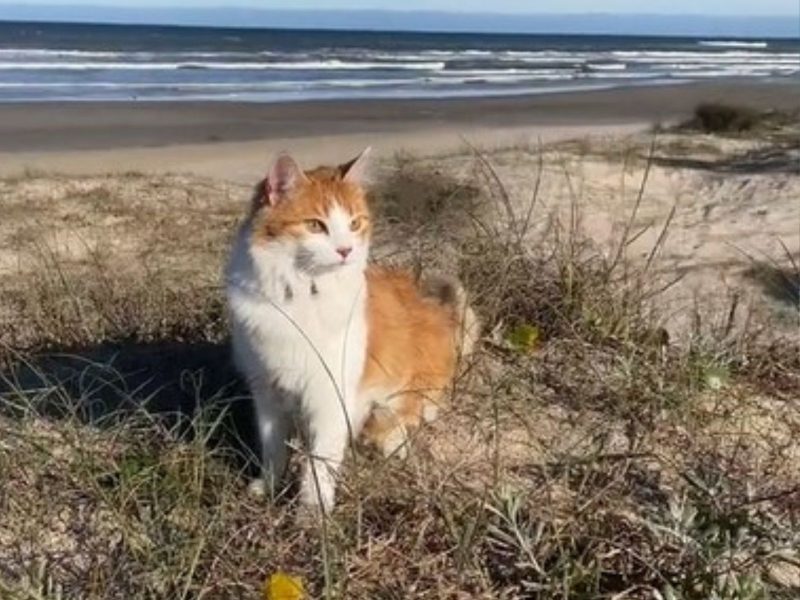 "Gata praieira" Prince sentada na areia de praia