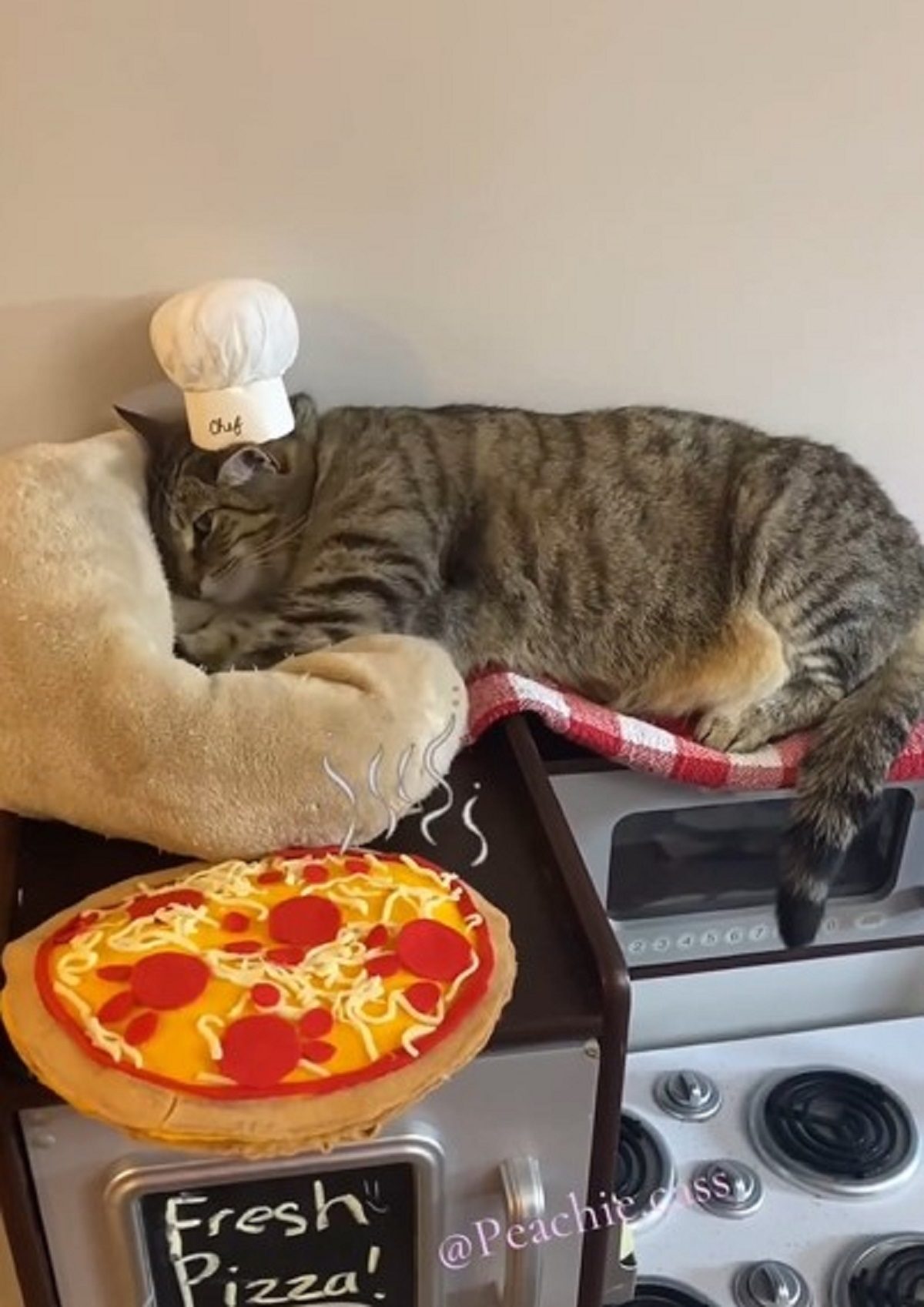 Habilidade de 'amassar pãozinho' de gato viraliza na web