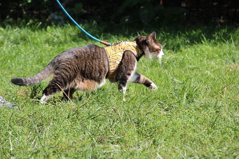 A imagem mostra um gato de guia passeando na grama.