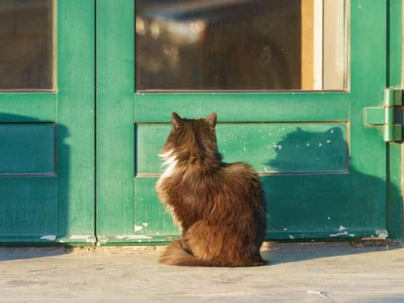 Gato que foi cremado voltou vivo para casa 