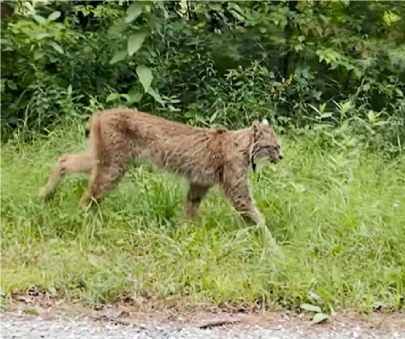 Gato raro filmado por motorista nos EUA