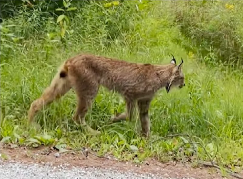 Gato raro filmado por motorista nos EUA