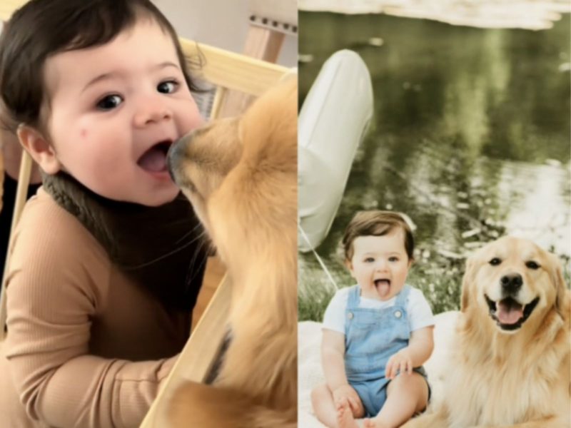 Montagem mostra homenagem para golden retriever que foi compartilhada na internet 