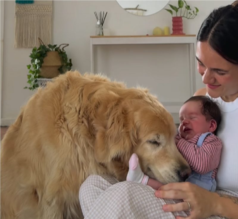 Golden Retriever conhecendo bebê de tutora